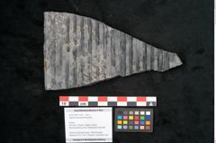 Foto (Objekt + Etikett) von Sigillaria elongata Brongniart (NHMW-GEO-2024-0188-11059)